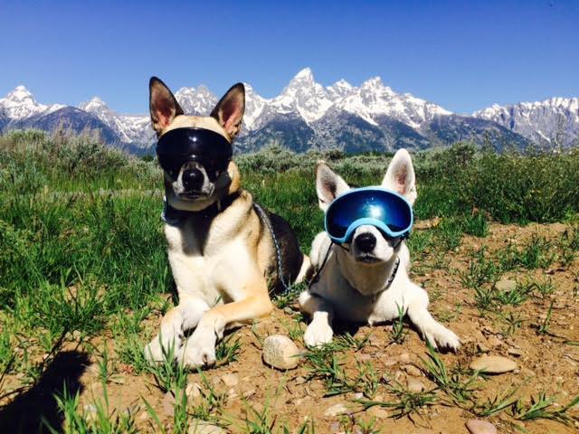 Защитные очки для собаки